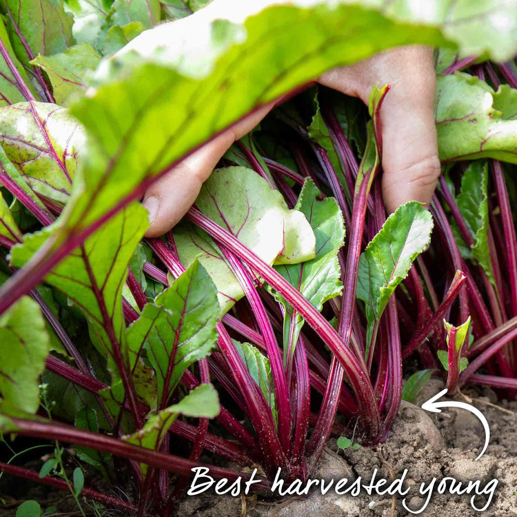Beetroot Seeds 'Baby Beet Action' F1
