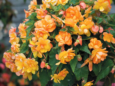 A hanging basket of Begonia Illumination Apricot Shades with vibrant orange and yellow flowers.