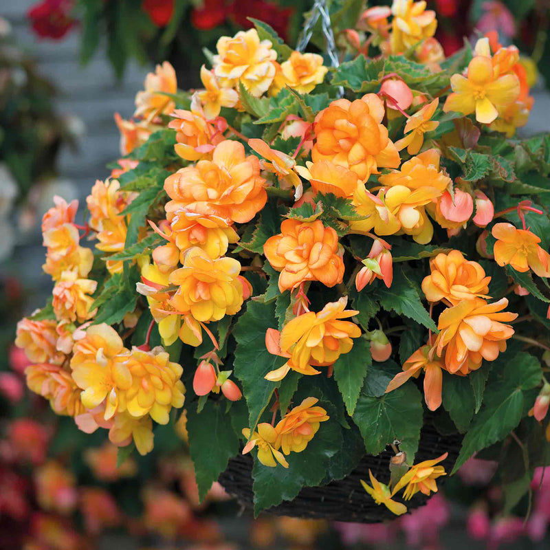 Begonia 'Illumination Apricot Shades'