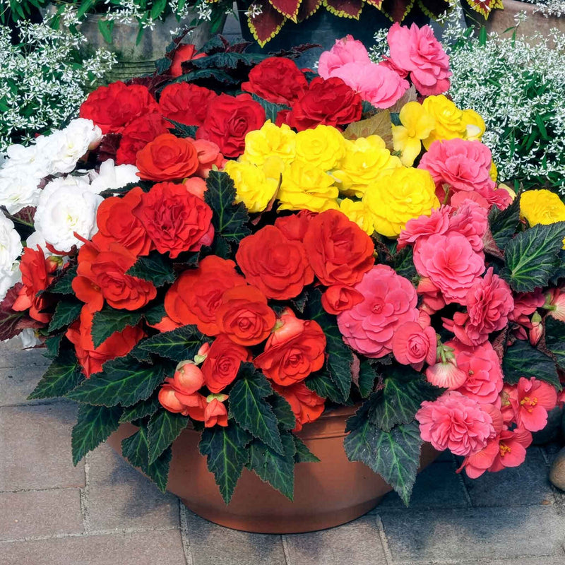 Begonia 'Nonstop Mocha F1 Mixed'