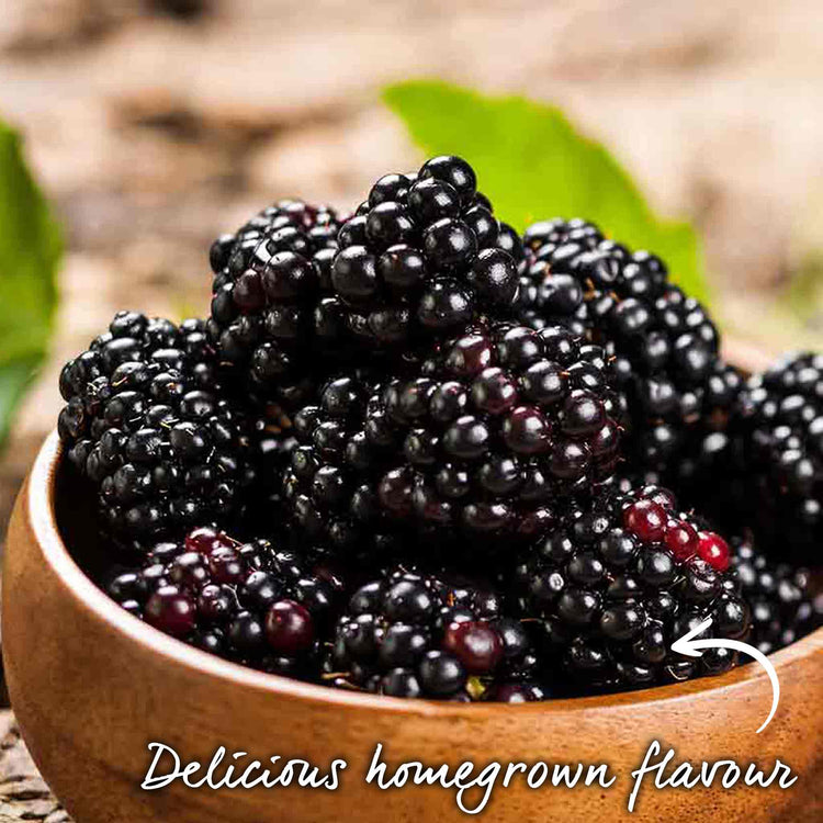 Blackberry 'Black Satin'