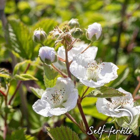 Blackberry 'Black Satin'