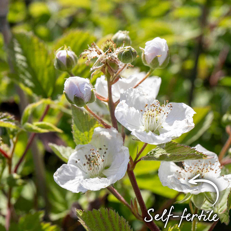 Blackberry 'Black Satin'