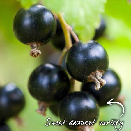 Blackcurrant 'Ebony'
