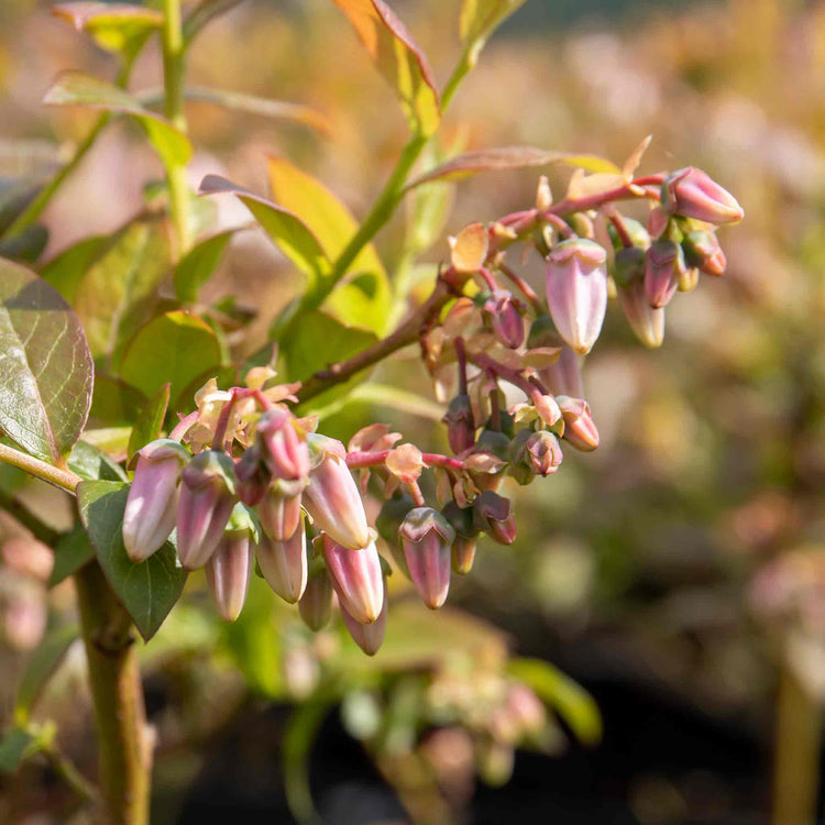 Blueberry 'Liberty'