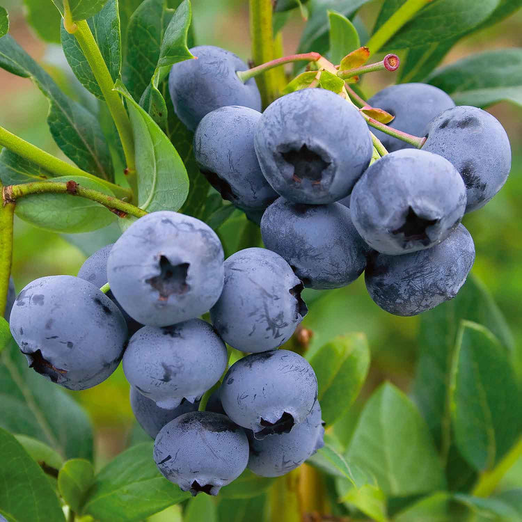 Blueberry 'Sunshine Blue'