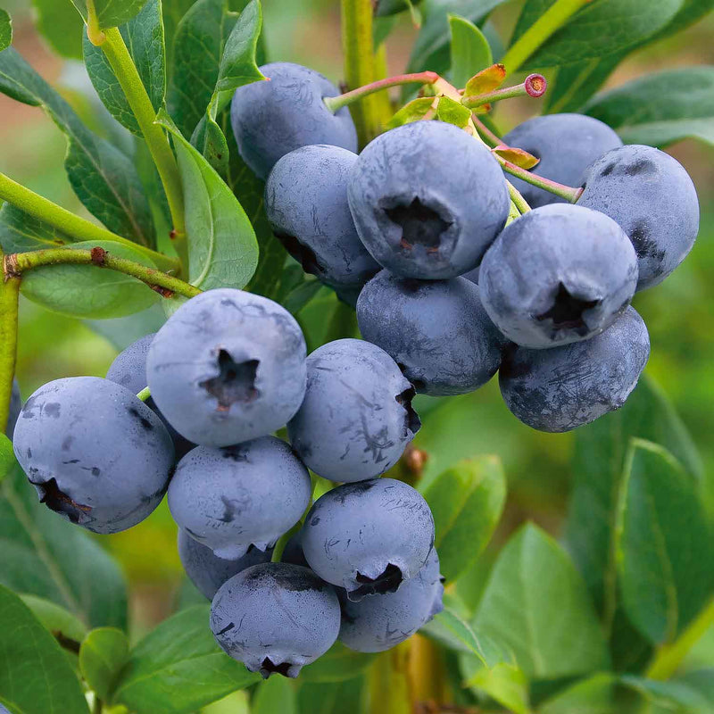 Blueberry 'Sunshine Blue'