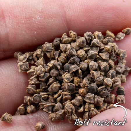 Beetroot Seeds 'Moneta'