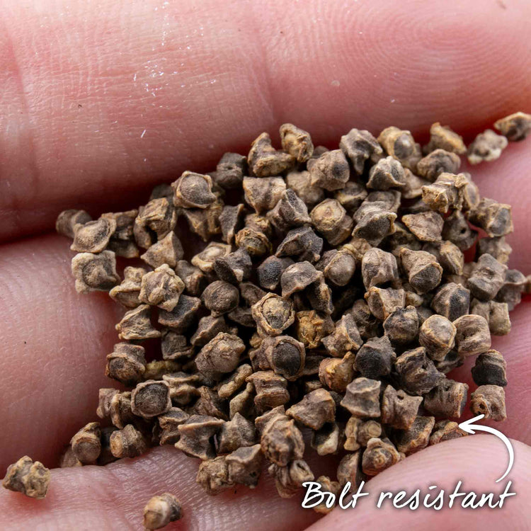 Beetroot Seeds 'Moneta'