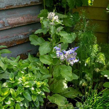 Borage Plant