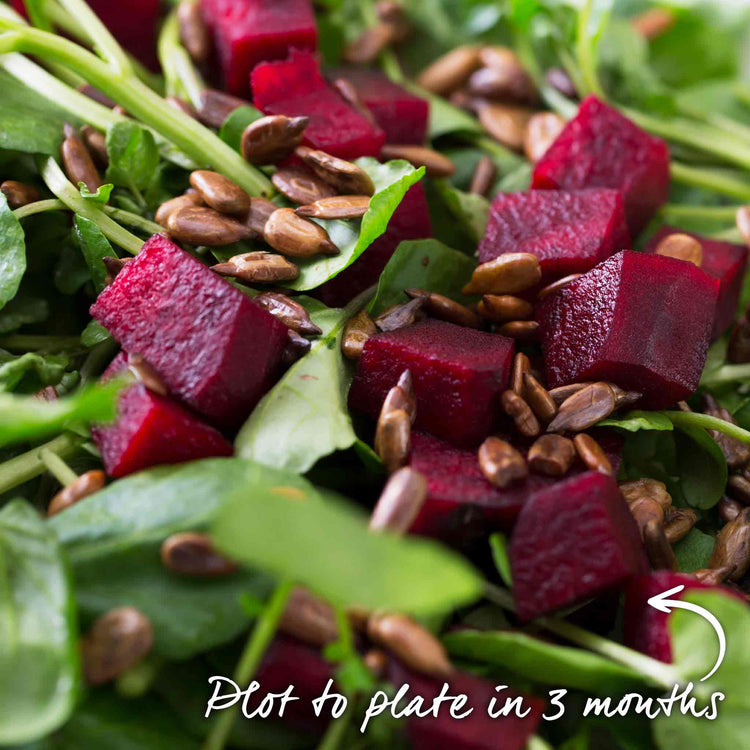Beetroot Seeds 'Boston'
