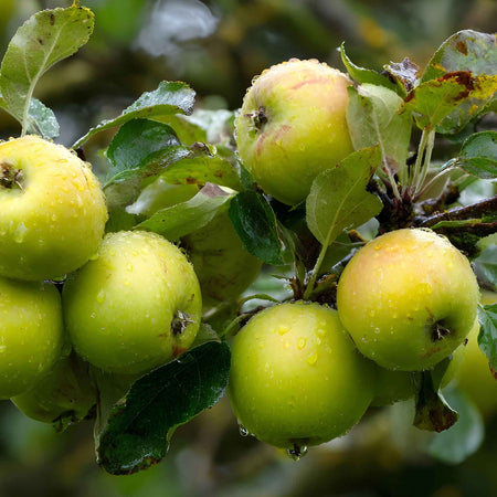 Apple 'Bramley'