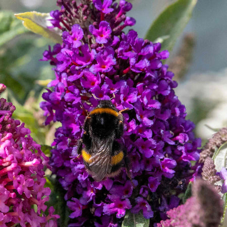 Buddleja 'Butterfly Candy Little Purple'