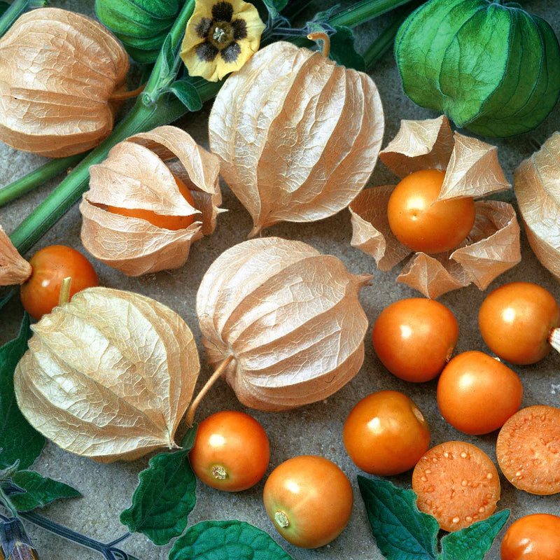 Cape Goosberry Seeds 'Little Lantern'