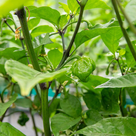 Chilli 'Carolina Reaper'