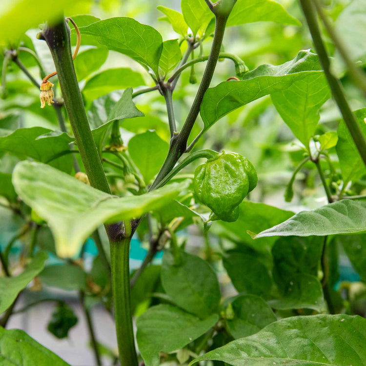 Chilli 'Carolina Reaper'