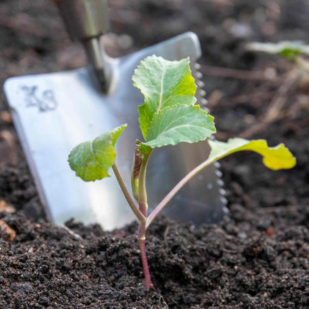 Cauliflower Seeds 'Andromeda'