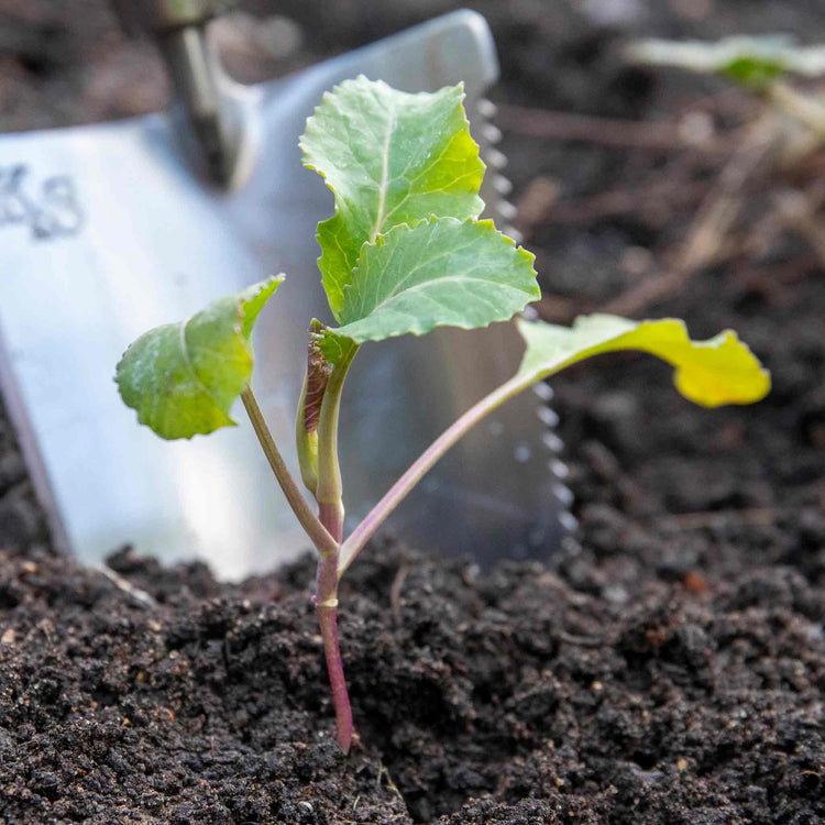 Cauliflower Seeds 'Fioretto'
