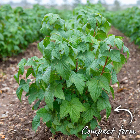 Blackcurrant 'Ben Sarek'