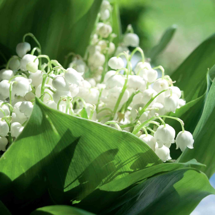 Lily of the Valley