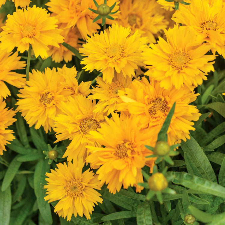 Coreopsis 'Double The Sun'