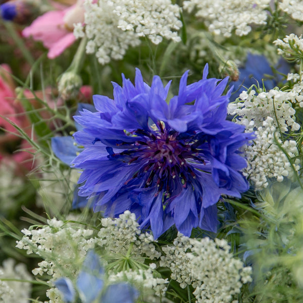 Wildflower Seeds 'Cornflower'