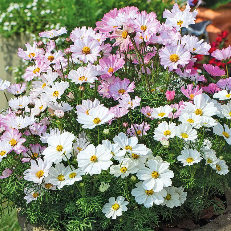 Cosmos 'Apollo Lovesong'