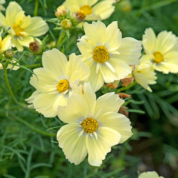 Cosmos 'Xanthos Lemon Sherbet'