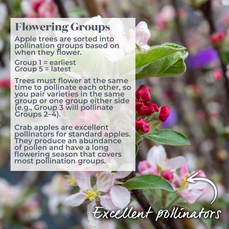 Crab Apple 'Jelly King'