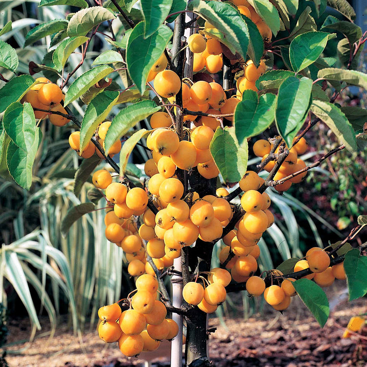 Crab Apple 'Golden Hornet'
