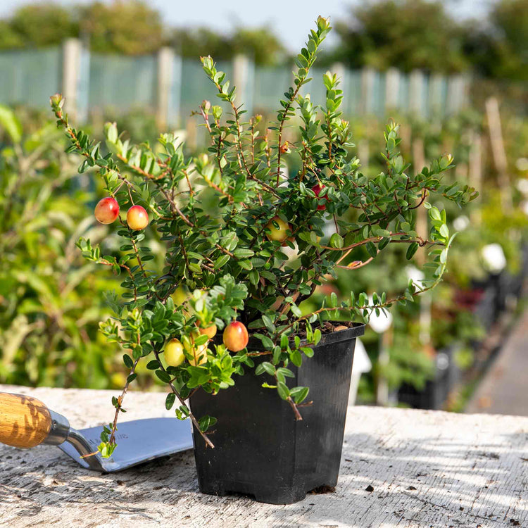 Cranberry 'Pilgrim'