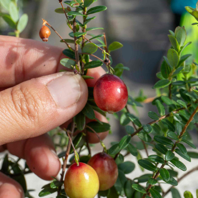 Cranberry 'Pilgrim'