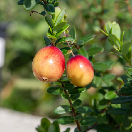 Cranberry 'Pilgrim'
