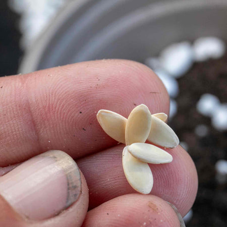 Cucumber Seeds 'Sherpa' F1