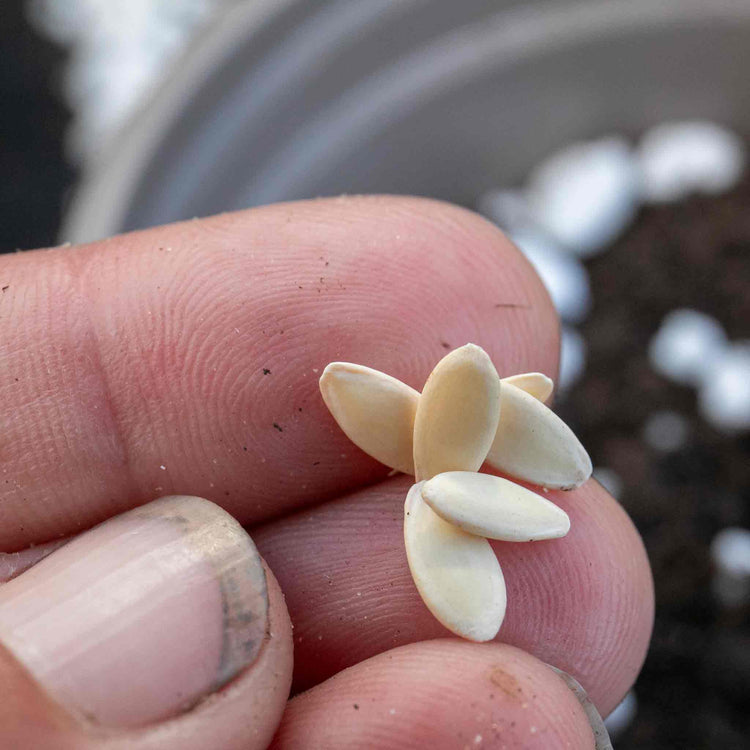 Cucumber Seeds 'Sherpa' F1