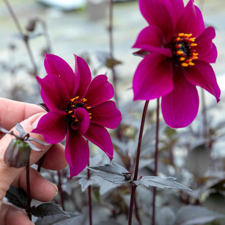 Dahlia 'Mystic Wizard'