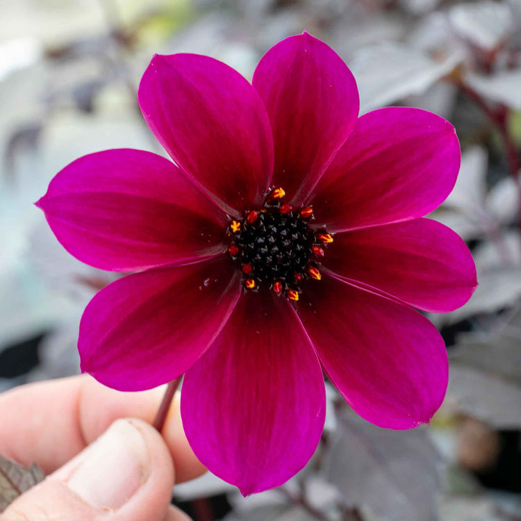Dahlia 'Mystic Wizard'