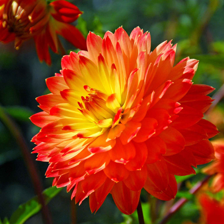 Dahlia Tuber 'Procyon'
