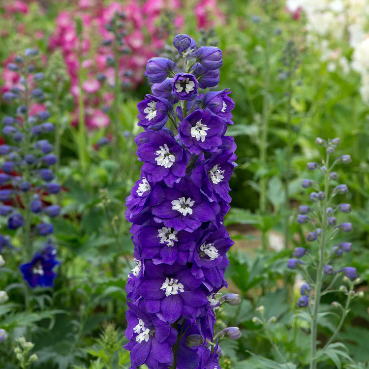 Delphinium 'Magic Fountains Dark Blue White Bee'