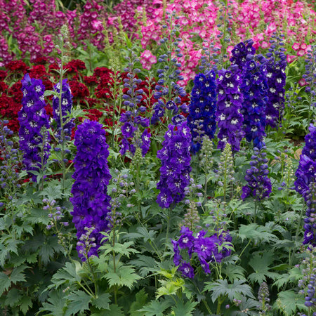 Delphinium 'Magic Fountains Dark Blue White Bee'