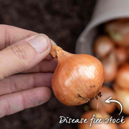Shallot ‘Golden Gourmet’ (Spring Planting)