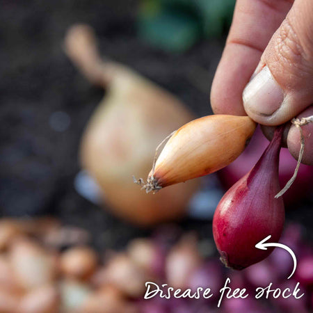 Autumn Planting Onion Duo