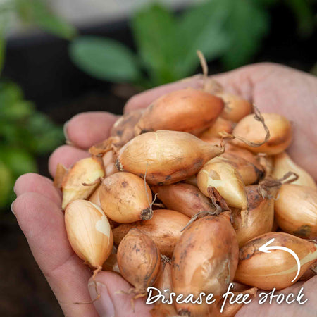 Onion ‘Rumba’ Heat Prepared (Spring Planting)