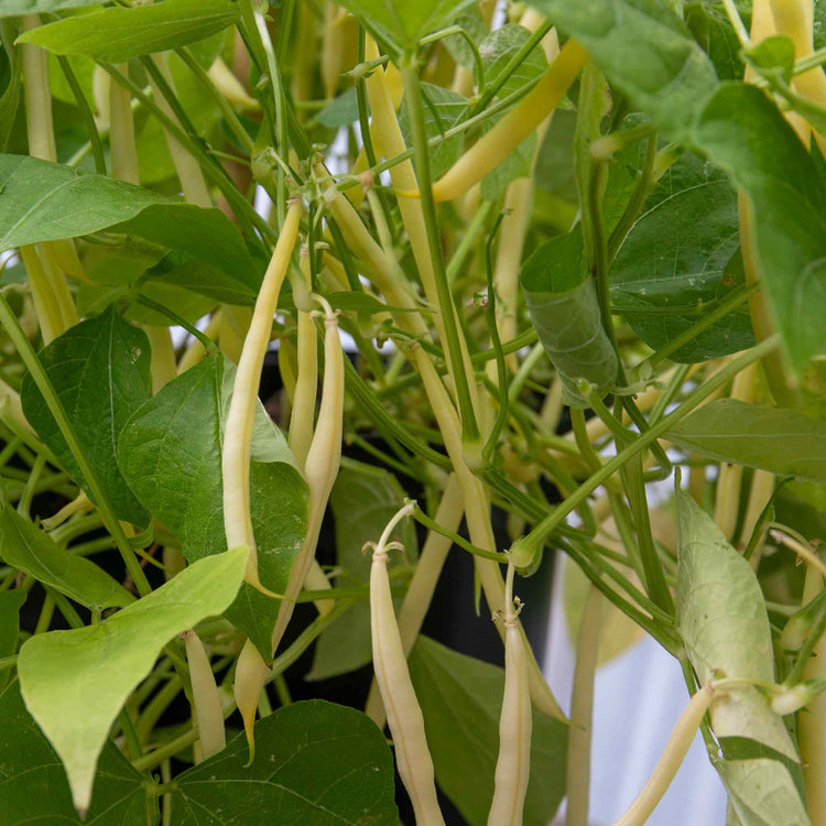 French Bean Dwarf Seeds 'Dorado'