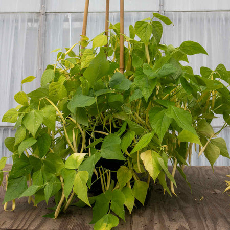 French Bean Dwarf Seeds 'Dorado'