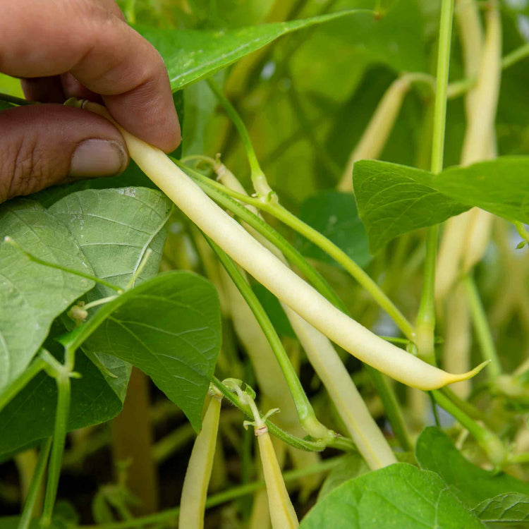 French Bean Dwarf Seeds 'Dorado'
