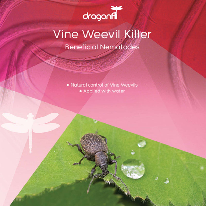 DragonFli Vine Weevil Killer 100m2