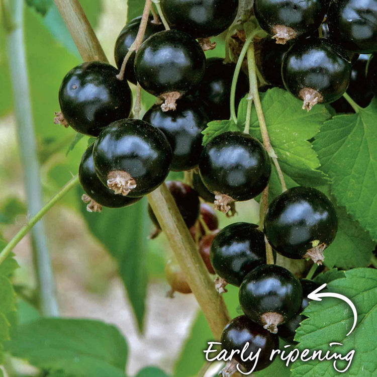 Blackcurrant 'Ebony'