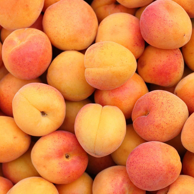 Apricot 'Moorpark'
