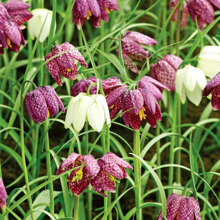 Snake's Head Fritillary Bulbs